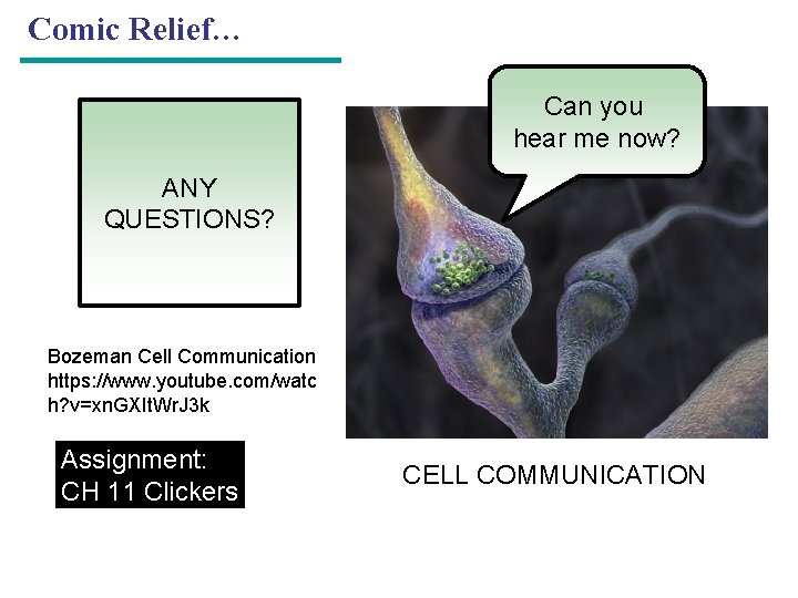 Comic Relief… Can you hear me now? ANY QUESTIONS? Bozeman Cell Communication https: //www.