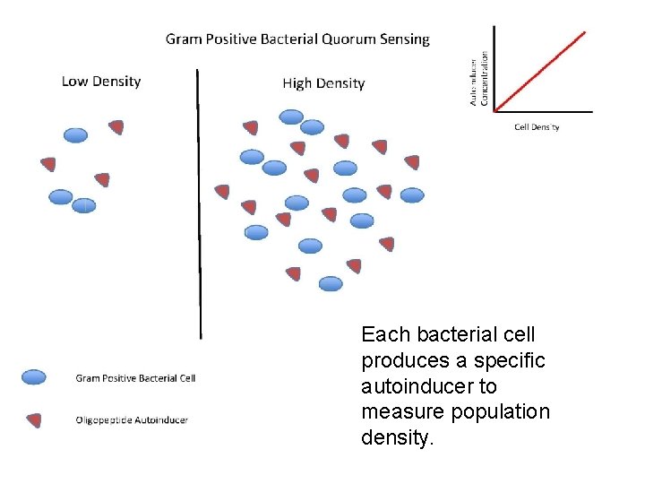 Each bacterial cell produces a specific autoinducer to measure population density. 