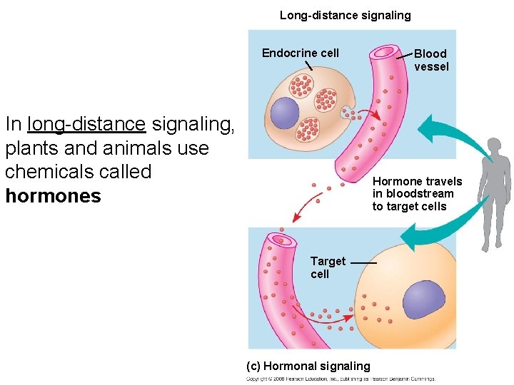 Long-distance signaling Endocrine cell In long-distance signaling, plants and animals use chemicals called hormones