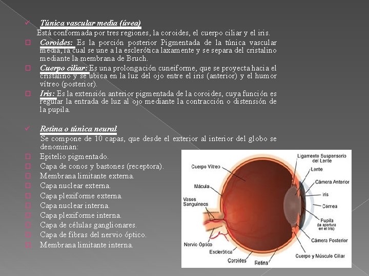 Túnica vascular media (úvea) Está conformada por tres regiones, la coroides, el cuerpo ciliar