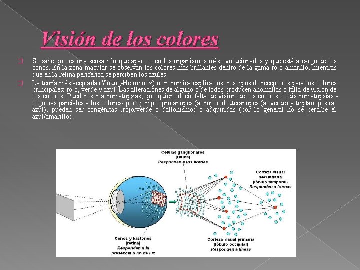 Visión de los colores � � Se sabe que es una sensación que aparece