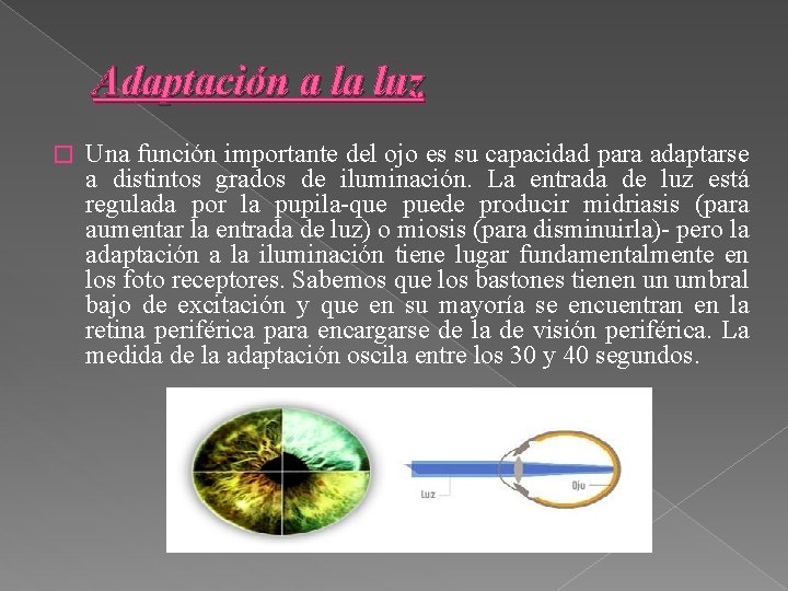 Adaptación a la luz � Una función importante del ojo es su capacidad para