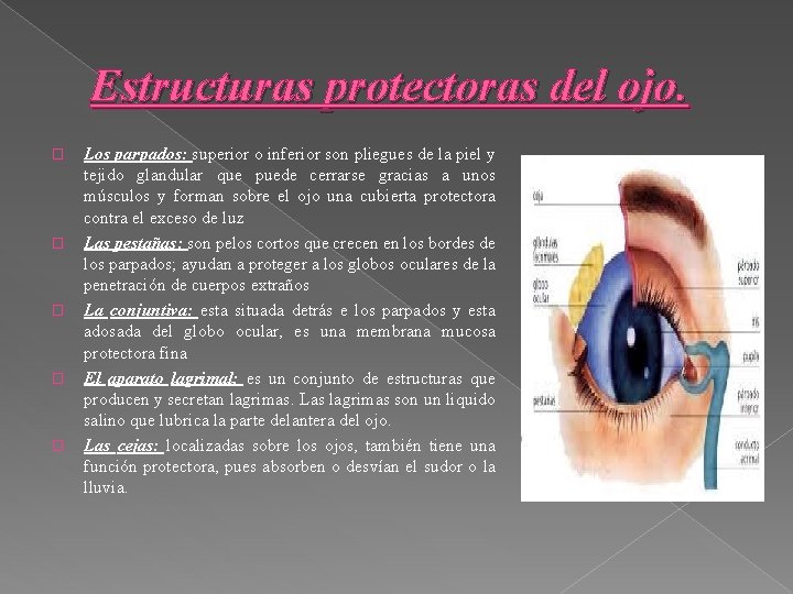 Estructuras protectoras del ojo. � � � Los parpados: superior o inferior son pliegues