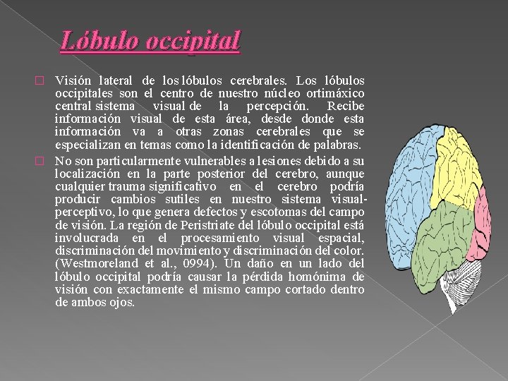 Lóbulo occipital Visión lateral de los lóbulos cerebrales. Los lóbulos occipitales son el centro