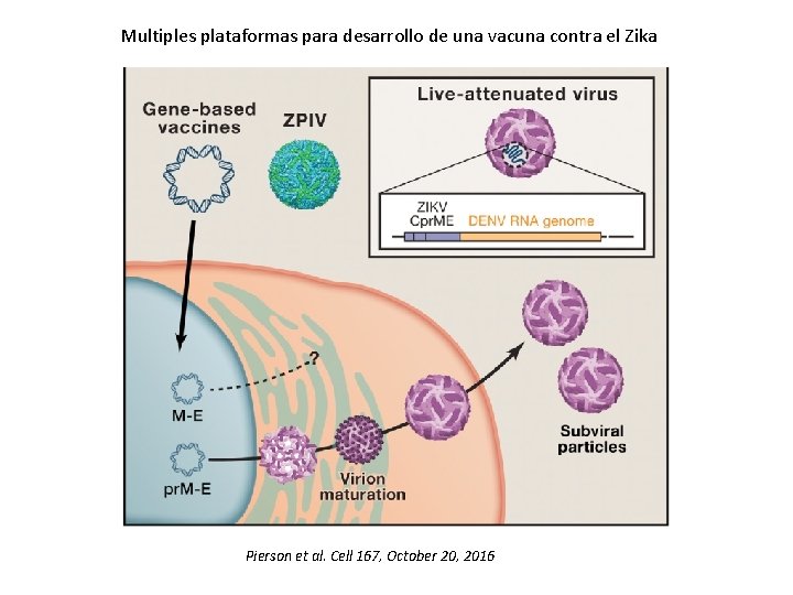 Multiples plataformas para desarrollo de una vacuna contra el Zika Pierson et al. Cell