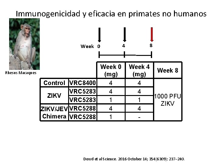 Immunogenicidad y eficacia en primates no humanos 4 Week 0 Rhesus Macaques Control VRC
