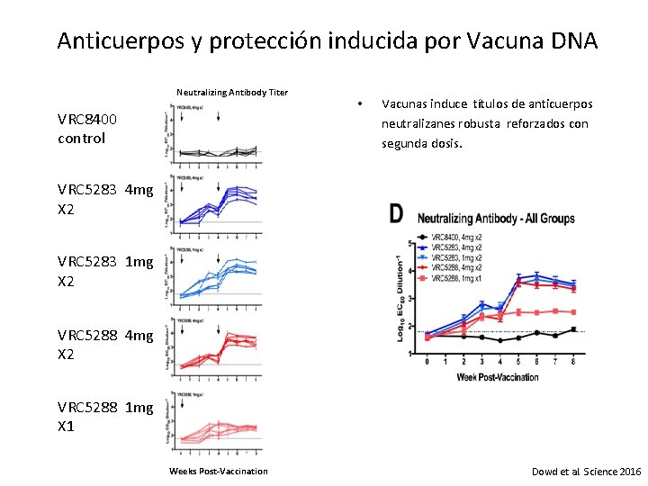 Anticuerpos y protección inducida por Vacuna DNA Neutralizing Antibody Titer VRC 8400 control •