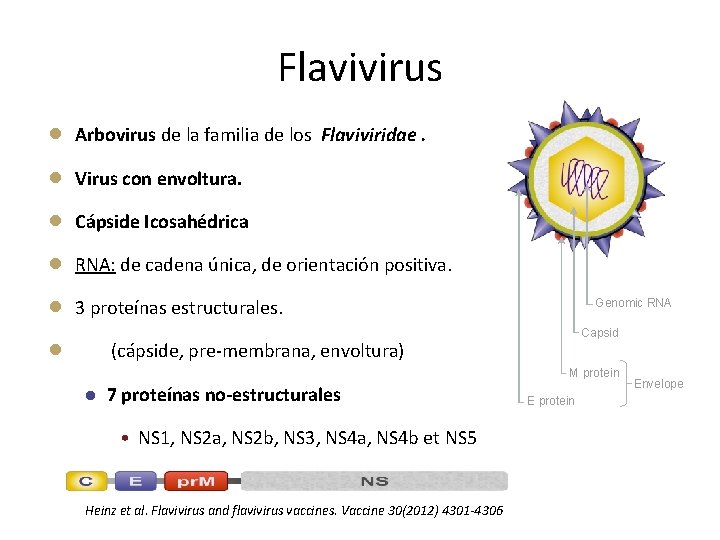 Flavivirus ● Arbovirus de la familia de los Flaviviridae. ● Virus con envoltura. ●