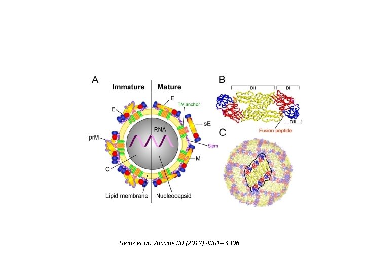 Heinz et al. Vaccine 30 (2012) 4301– 4306 