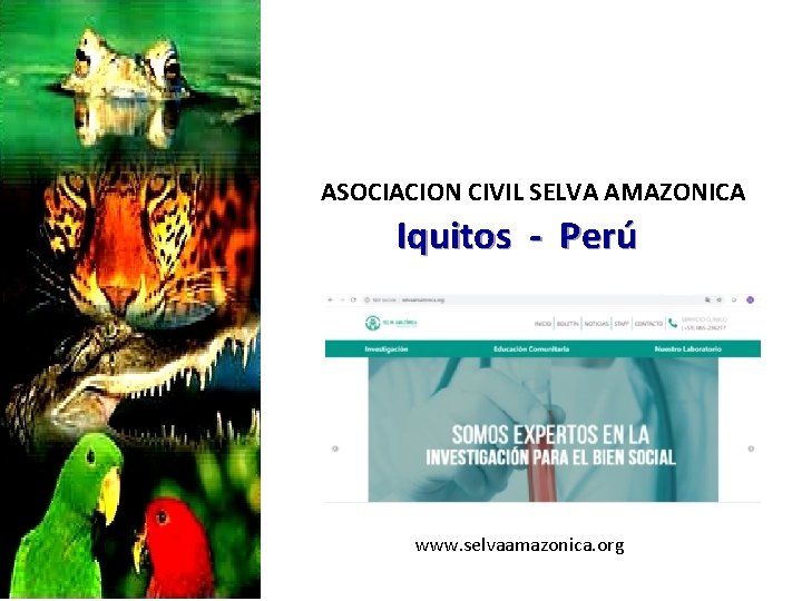 ASOCIACION CIVIL SELVA AMAZONICA Iquitos - Perú www. selvaamazonica. org 