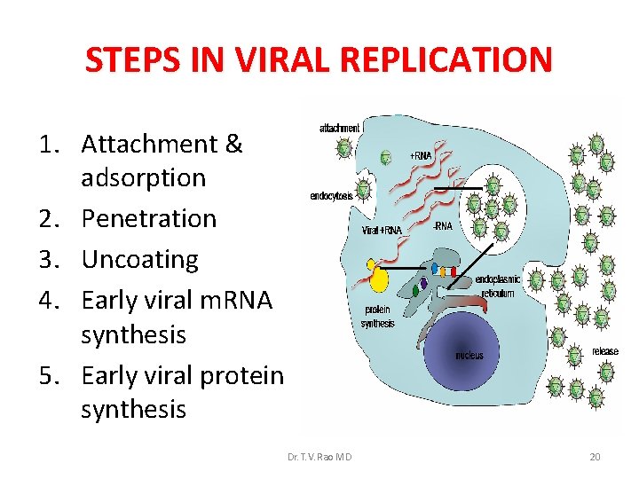 STEPS IN VIRAL REPLICATION 1. Attachment & adsorption 2. Penetration 3. Uncoating 4. Early