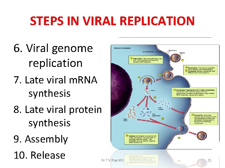 STEPS IN VIRAL REPLICATION 6. Viral genome replication 7. Late viral m. RNA synthesis