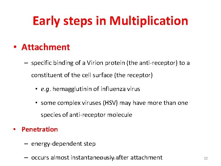 Early steps in Multiplication • Attachment – specific binding of a Virion protein (the