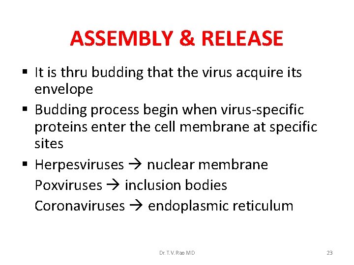 ASSEMBLY & RELEASE § It is thru budding that the virus acquire its envelope