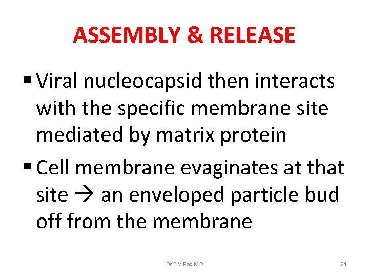 ASSEMBLY & RELEASE § Viral nucleocapsid then interacts with the specific membrane site mediated