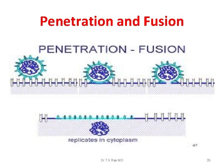 Penetration and Fusion Dr. T. V. Rao MD 26 