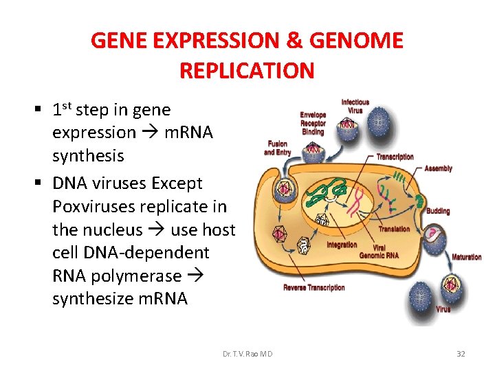 GENE EXPRESSION & GENOME REPLICATION § 1 st step in gene expression m. RNA