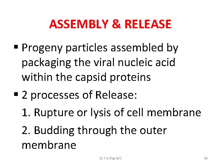 ASSEMBLY & RELEASE § Progeny particles assembled by packaging the viral nucleic acid within