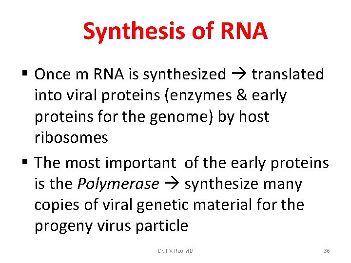 Synthesis of RNA § Once m RNA is synthesized translated into viral proteins (enzymes