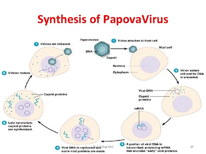 Synthesis of Papova. Virus Dr. T. V. Rao MD 37 