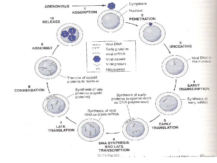Dr. T. V. Rao MD 39 