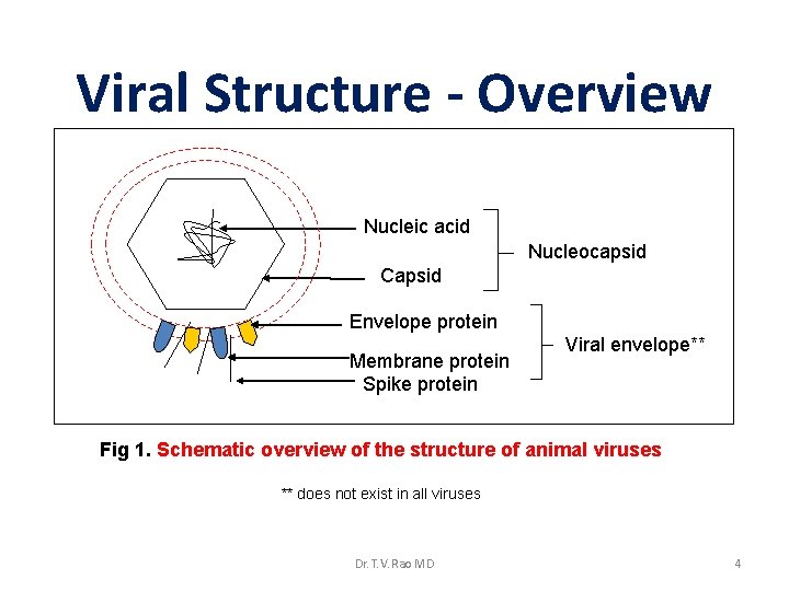 Viral Structure - Overview Nucleic acid Nucleocapsid Capsid Envelope protein Membrane protein Spike protein