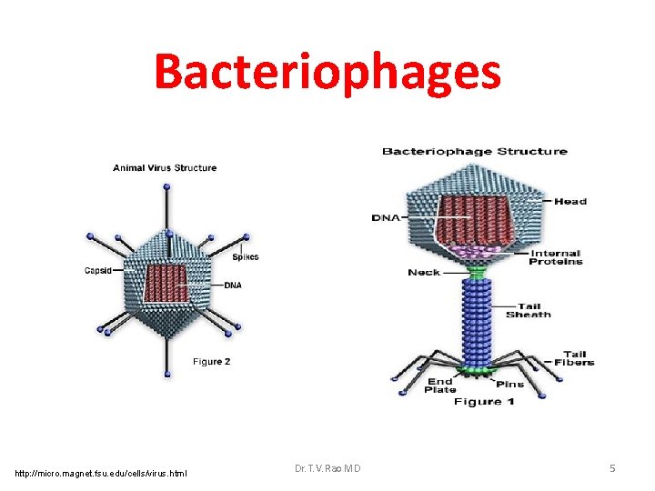Bacteriophages http: //micro. magnet. fsu. edu/cells/virus. html Dr. T. V. Rao MD 5 