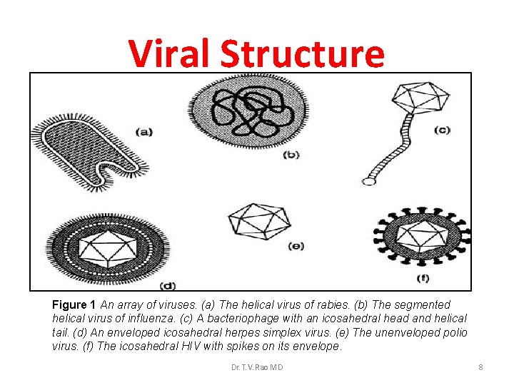 Viral Structure Figure 1 An array of viruses. (a) The helical virus of rabies.