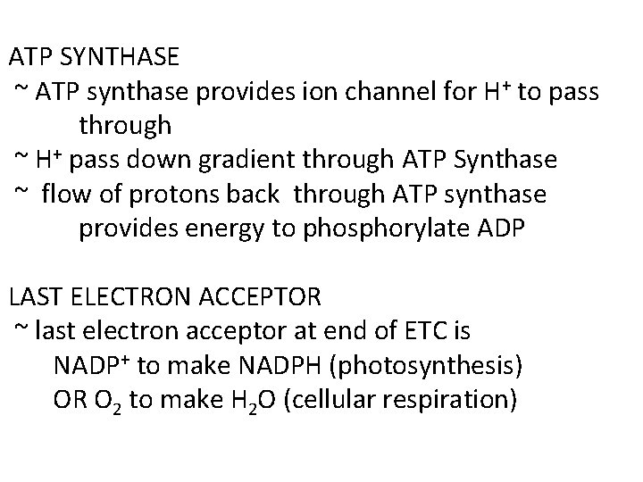 ATP SYNTHASE ~ ATP synthase provides ion channel for H+ to pass through ~