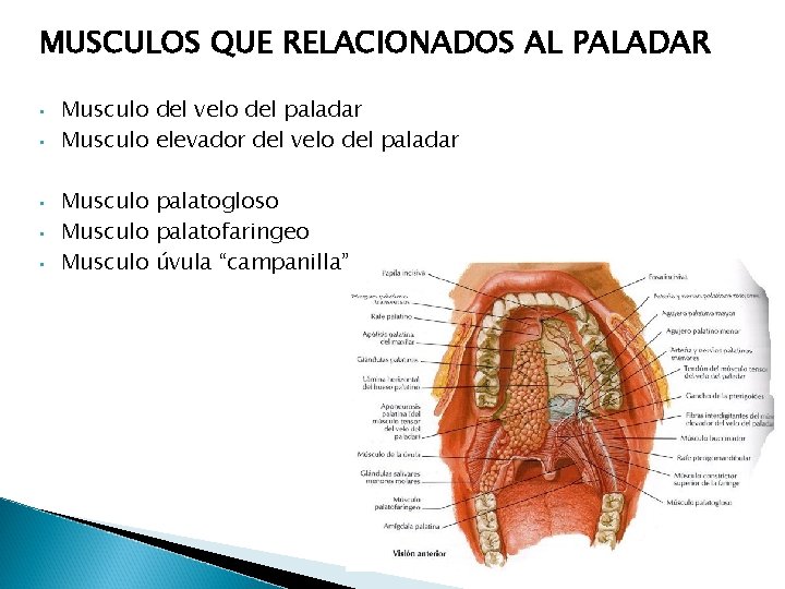 MUSCULOS QUE RELACIONADOS AL PALADAR • • • Musculo del velo del paladar Musculo MUSCULOS QUE RELACIONADOS AL PALADAR • • • Musculo del velo del paladar Musculo
