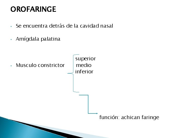 OROFARINGE • Se encuentra detrás de la cavidad nasal • Amígdala palatina • Musculo OROFARINGE • Se encuentra detrás de la cavidad nasal • Amígdala palatina • Musculo