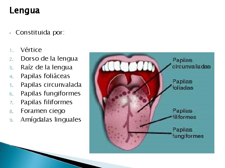 Lengua • 1. 2. 3. 4. 5. 6. 7. 8. 9. Constituida por: Vértice Lengua • 1. 2. 3. 4. 5. 6. 7. 8. 9. Constituida por: Vértice