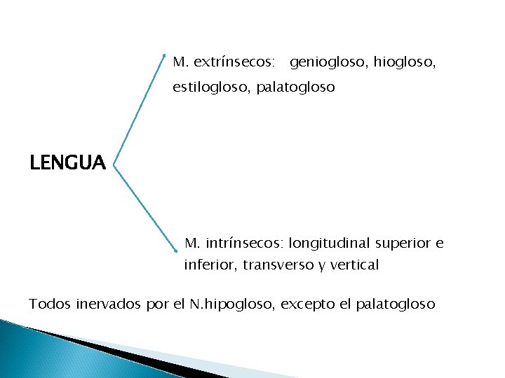 M. extrínsecos: geniogloso, hiogloso, estilogloso, palatogloso LENGUA M. intrínsecos: longitudinal superior e inferior, transverso M. extrínsecos: geniogloso, hiogloso, estilogloso, palatogloso LENGUA M. intrínsecos: longitudinal superior e inferior, transverso