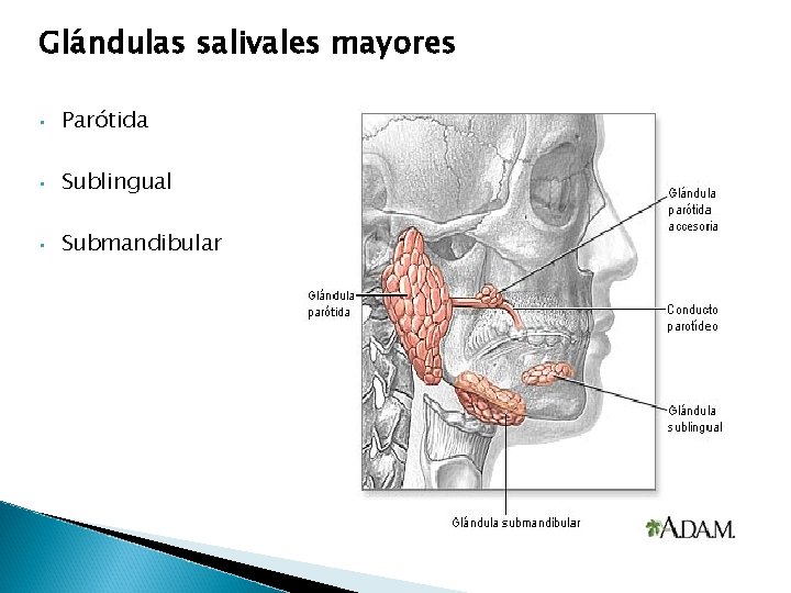 Glándulas salivales mayores • Parótida • Sublingual • Submandibular Glándulas salivales mayores • Parótida • Sublingual • Submandibular