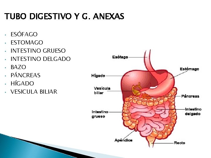 TUBO DIGESTIVO Y G. ANEXAS • • ESÓFAGO ESTOMAGO INTESTINO GRUESO INTESTINO DELGADO BAZO TUBO DIGESTIVO Y G. ANEXAS • • ESÓFAGO ESTOMAGO INTESTINO GRUESO INTESTINO DELGADO BAZO