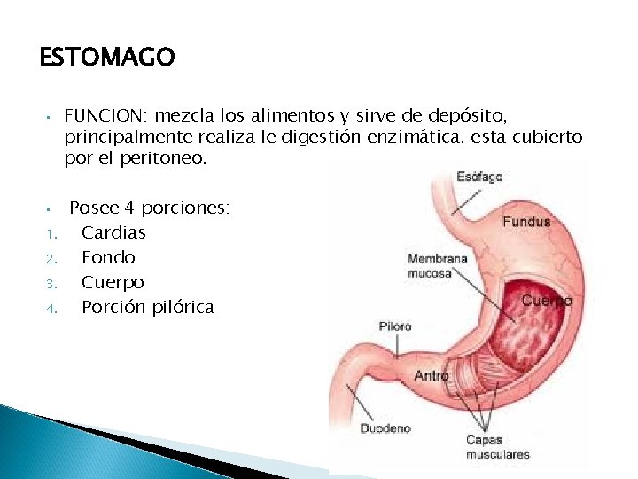 ESTOMAGO • • 1. 2. 3. 4. FUNCION: mezcla los alimentos y sirve de ESTOMAGO • • 1. 2. 3. 4. FUNCION: mezcla los alimentos y sirve de