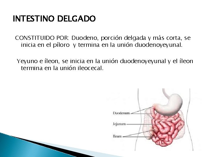 INTESTINO DELGADO CONSTITUIDO POR: Duodeno, porción delgada y más corta, se inicia en el INTESTINO DELGADO CONSTITUIDO POR: Duodeno, porción delgada y más corta, se inicia en el