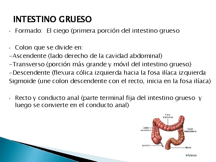 INTESTINO GRUESO • Formado: El ciego (primera porción del intestino grueso Colon que se INTESTINO GRUESO • Formado: El ciego (primera porción del intestino grueso Colon que se