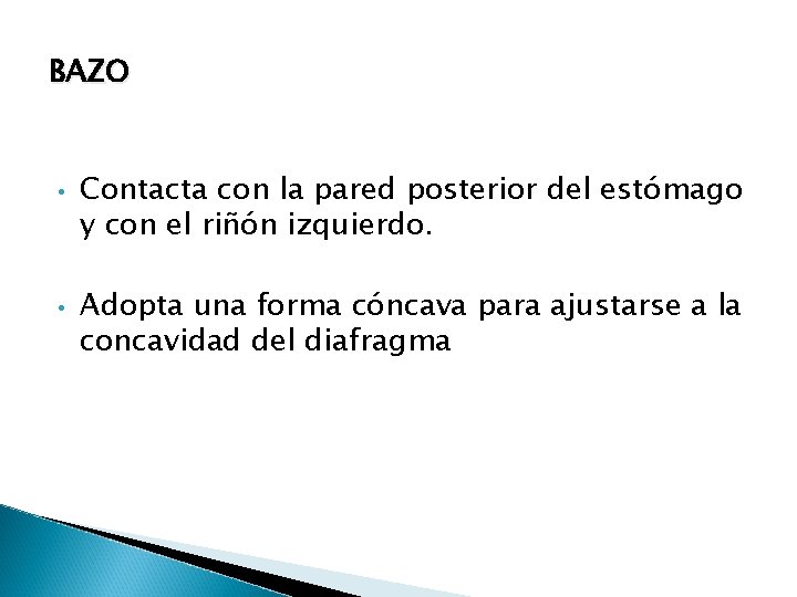 BAZO • • Contacta con la pared posterior del estómago y con el riñón BAZO • • Contacta con la pared posterior del estómago y con el riñón