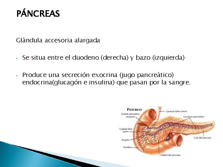 PÁNCREAS Glándula accesoria alargada • • Se situa entre el duodeno (derecha) y bazo PÁNCREAS Glándula accesoria alargada • • Se situa entre el duodeno (derecha) y bazo