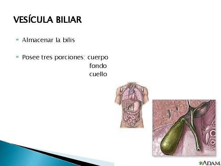 VESÍCULA BILIAR Almacenar la bilis Posee tres porciones: cuerpo fondo cuello VESÍCULA BILIAR Almacenar la bilis Posee tres porciones: cuerpo fondo cuello