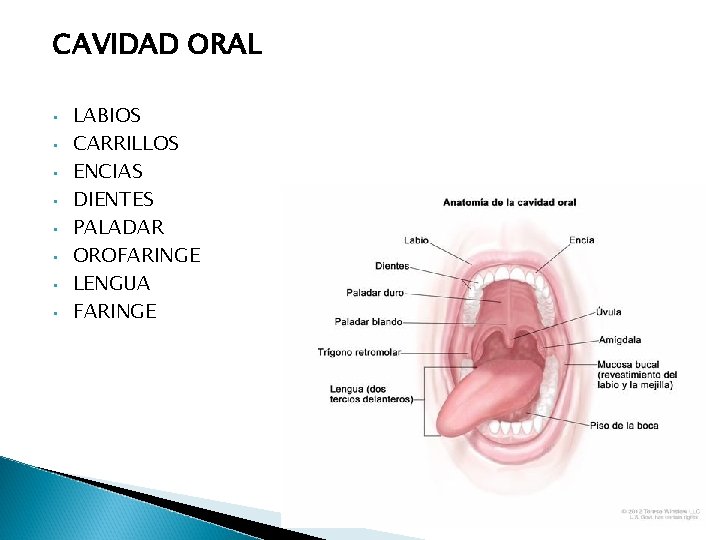 CAVIDAD ORAL • • LABIOS CARRILLOS ENCIAS DIENTES PALADAR OROFARINGE LENGUA FARINGE CAVIDAD ORAL • • LABIOS CARRILLOS ENCIAS DIENTES PALADAR OROFARINGE LENGUA FARINGE