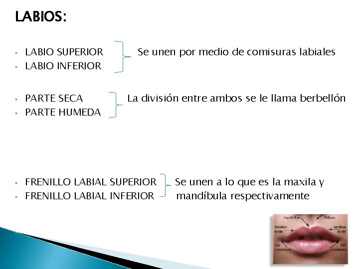 LABIOS: • • • LABIO SUPERIOR LABIO INFERIOR Se unen por medio de comisuras LABIOS: • • • LABIO SUPERIOR LABIO INFERIOR Se unen por medio de comisuras