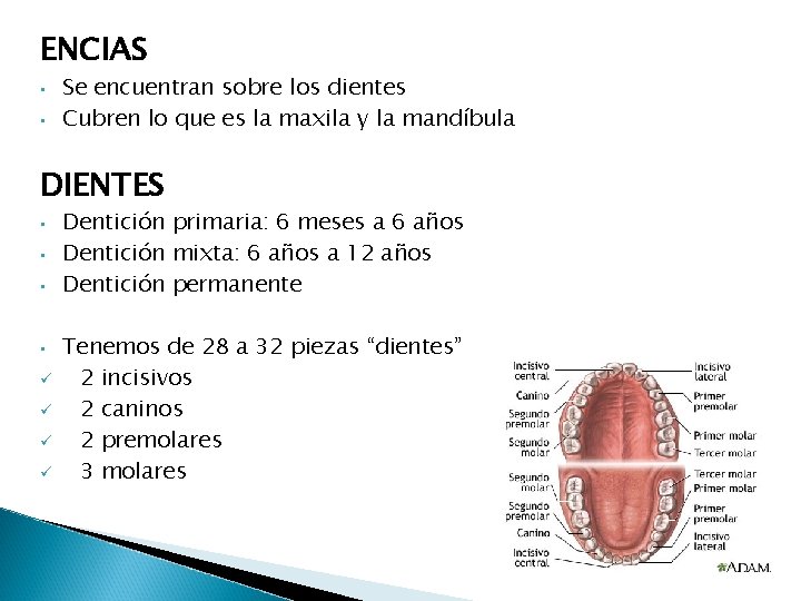 ENCIAS • • Se encuentran sobre los dientes Cubren lo que es la maxila ENCIAS • • Se encuentran sobre los dientes Cubren lo que es la maxila