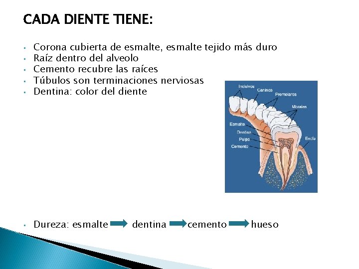 CADA DIENTE TIENE: • Corona cubierta de esmalte, esmalte tejido más duro Raíz dentro CADA DIENTE TIENE: • Corona cubierta de esmalte, esmalte tejido más duro Raíz dentro