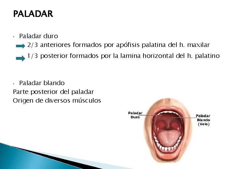 PALADAR • Paladar duro 2/3 anteriores formados por apófisis palatina del h. maxilar 1/3 PALADAR • Paladar duro 2/3 anteriores formados por apófisis palatina del h. maxilar 1/3