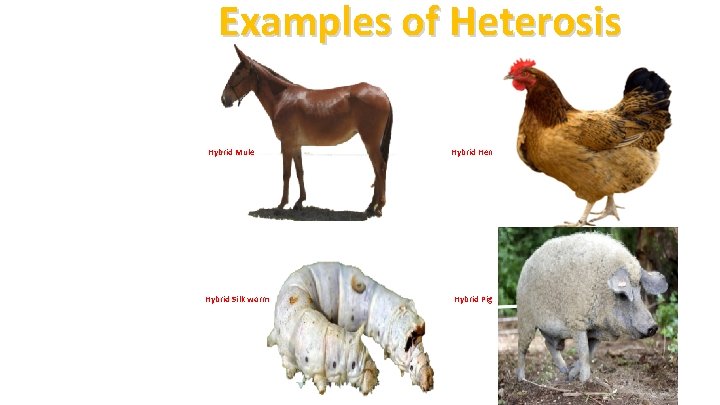 Examples of Heterosis Hybrid Mule Hybrid Silk worm Hybrid Hen Hybrid Pig 4 