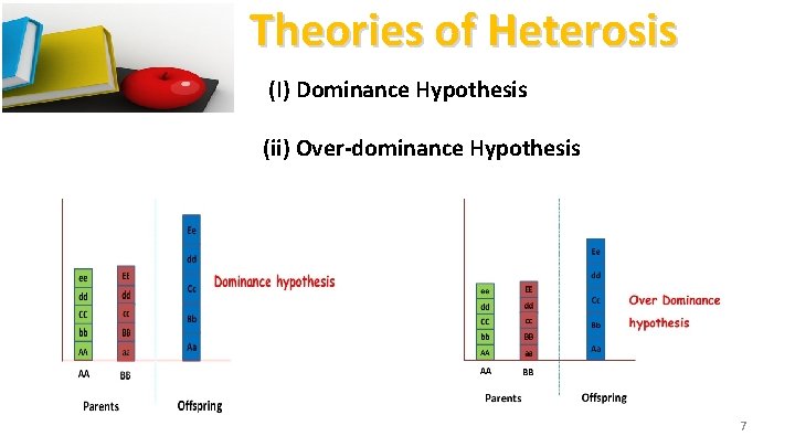 Theories of Heterosis (I) Dominance Hypothesis (ii) Over-dominance Hypothesis 7 