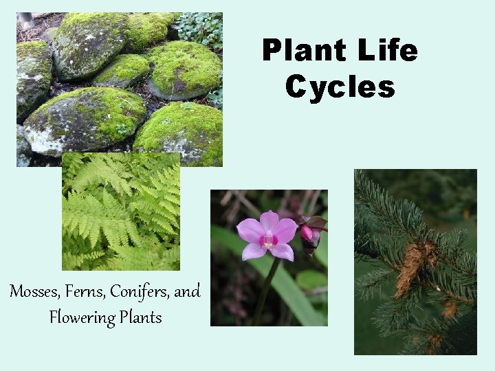 Plant Life Cycles Mosses, Ferns, Conifers, and Flowering Plants 