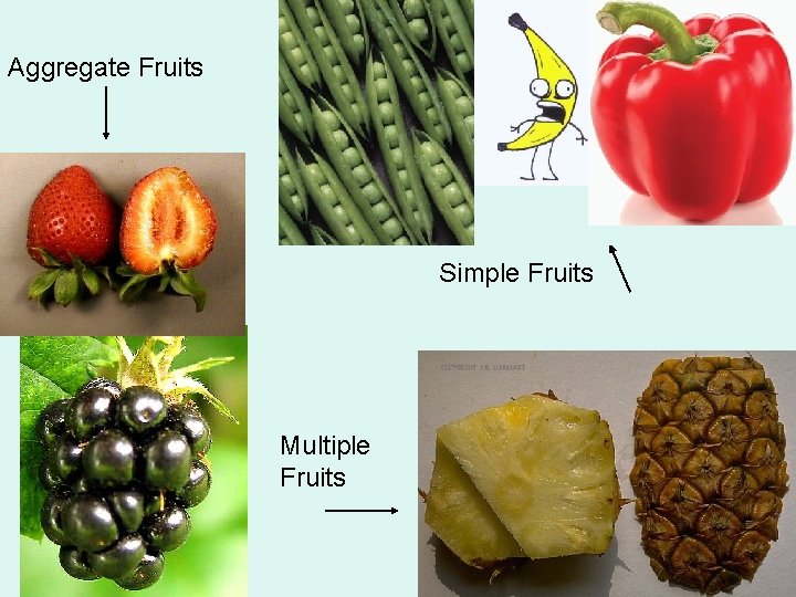 Aggregate Fruits Simple Fruits Multiple Fruits 